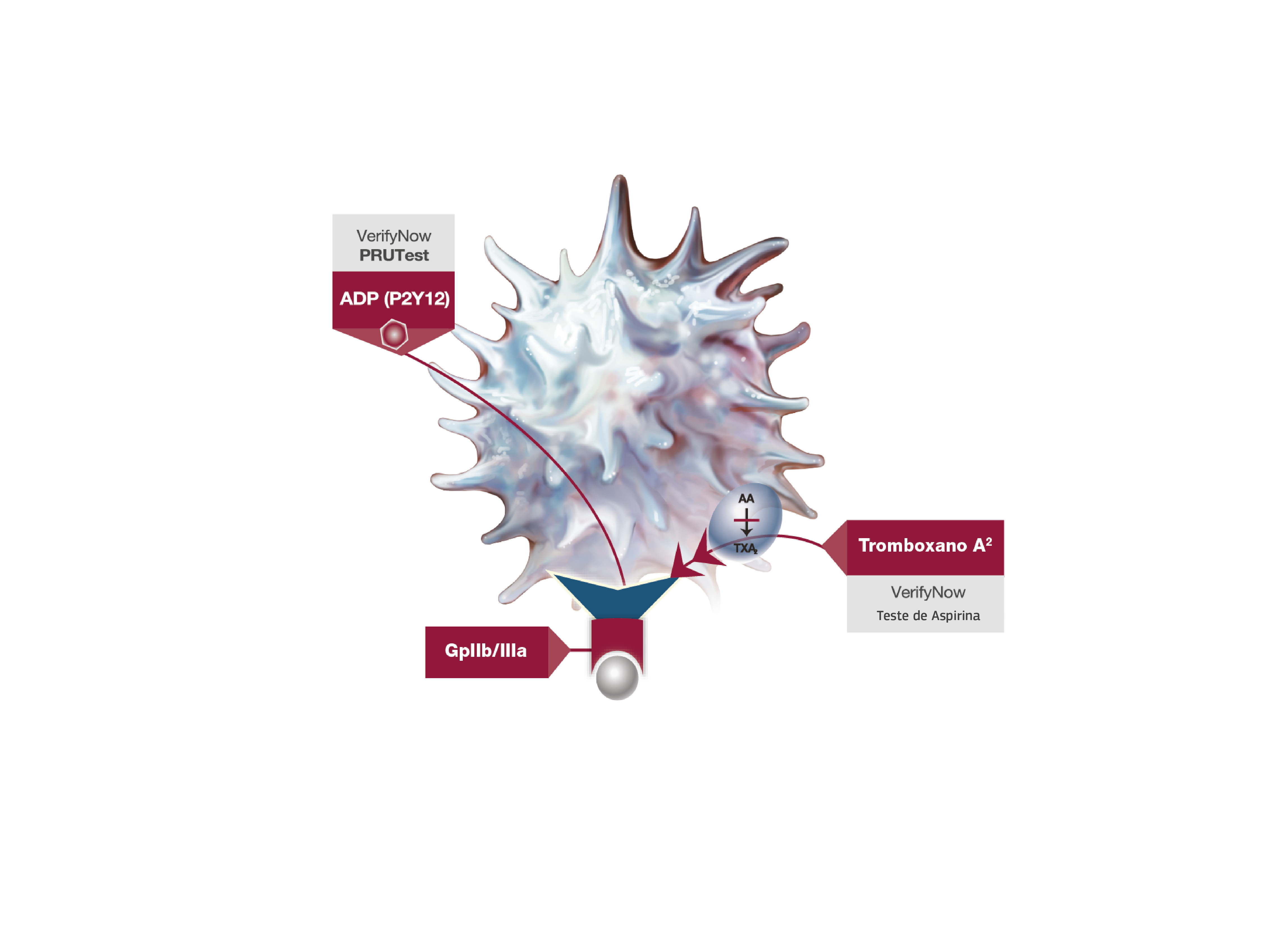 VeifyNow Activated Platelet - Diagram 