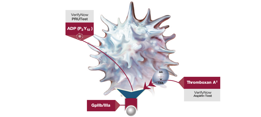 VerifyNow Activated Platelet